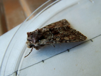 Dusky Brocade